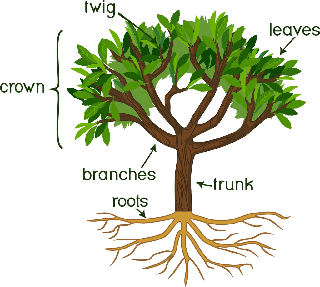 A Diagram Showing The Structure Of A Tree With Different Parts Labeled ...